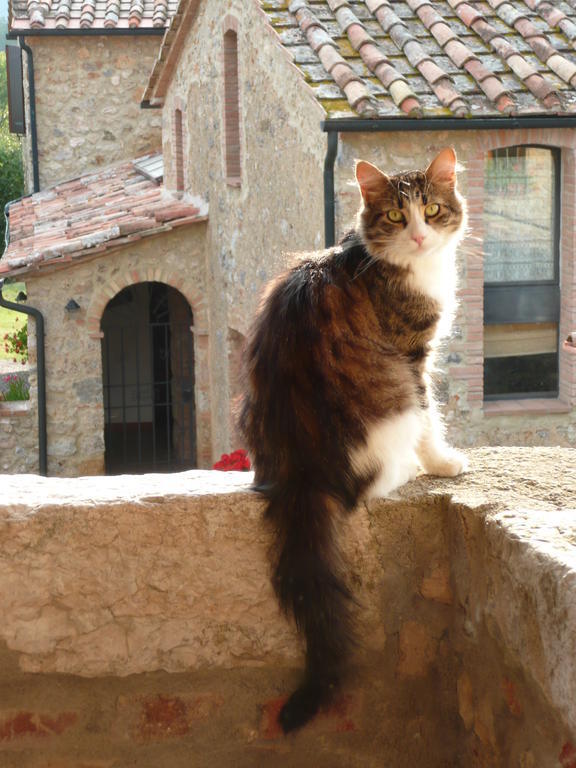 Agriturismo Colli Di Travale Montieri المظهر الخارجي الصورة